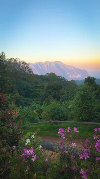 A video of a mountain view at sunset in Chiang Dao, Chiang Mai, Thailand. The foreground features a flower garden, while the background is a forest.