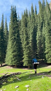 A panoramic view of lush green pine trees in the Tian Shan Mountains, Xinjiang Province, China. A man is walking in the distance on a sunny day. The mountains are arranged in beautiful layers.