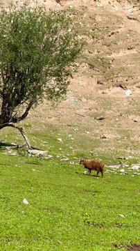 A brown sheep with a sore leg walking on a grassy hillside on a farm in Xinjiang Trek, China. There are mountains and pine trees on a sunny day. Idea for animal and agriculture footage.