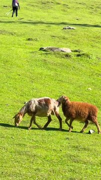 A flock of brown sheep walking on a grassy hillside on a farm in Xinjiang Trek, China. There are mountains and pine trees on a sunny day. Idea for animal and agriculture footage.