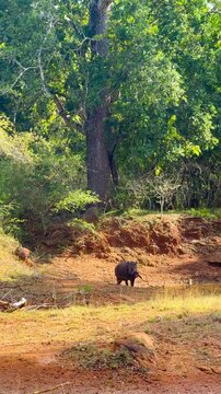 A wild boar stands in the forest at Yala National Park, Sri Lanka.