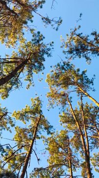 An upward-angle video of swaying pine trees in Thailand.