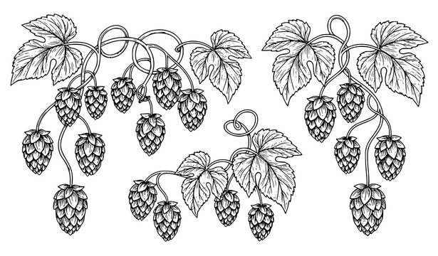 Retro hop plant engraving vector set with botanical vine illustrations for coloring book pages