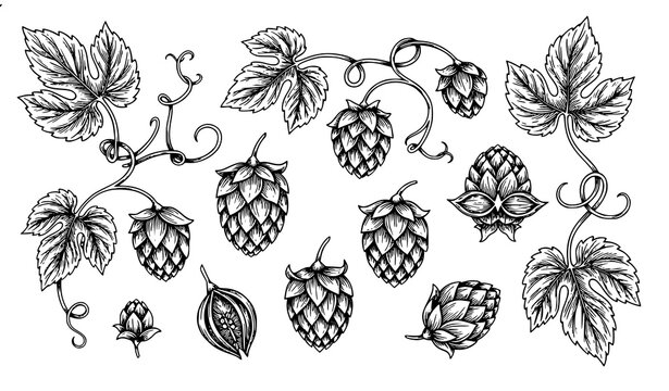 Antique botanical hops engraving vector illustration with detailed floral line art coloring page