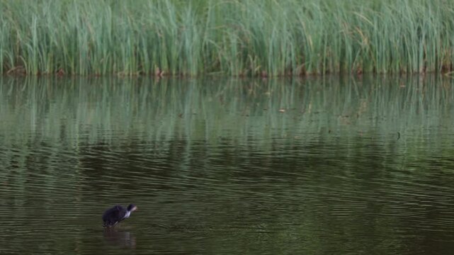 Small black waterfowl chick swimming alone in calm pond with green reed reflections.
