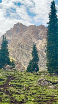 A hiker walking up on green grasslands in the Tianshan Mountains in Xinjiang, China. There are pine trees in the background. The idea for adventure activity footage with copy space.