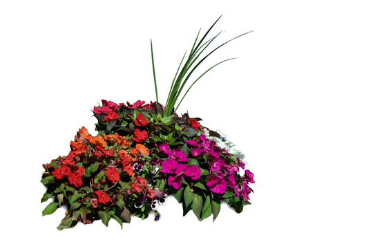 a flower bed of SunPatiens and Pansies isolated on Transparent background&nbsp;