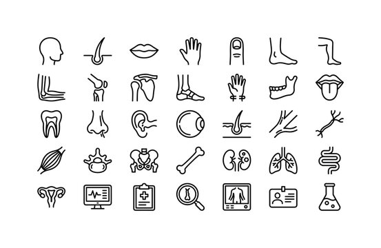Body Parts Health. Line icon set of body parts health: head outline, hair strand, lip, hand, finger, foot, leg, arm bone, knee joint, shoulder joint, ankle, wrist, jaw, tongue, tooth root, nasal