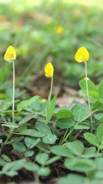 Small bright yellow flowers blowing in the wind, pinto peanut, arachis pintoi