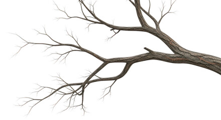 Obraz premium A single bare tree branch with small twigs reaching out in a natural and organic wooden brown texture isolated on transparent background