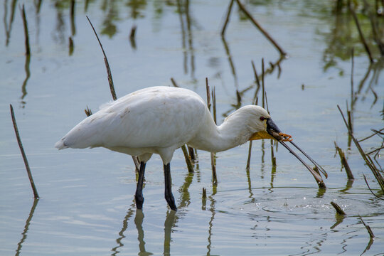 spoonbill marsh bird with flat-shaped beak migratory bird heron