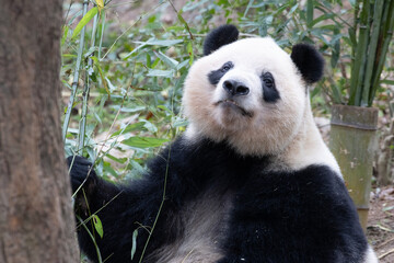 Obraz premium Close up sleeping panda, Qi Yi, Chengdu, China