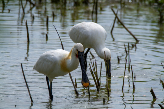 spoonbill marsh bird with flat-shaped beak migratory bird heron