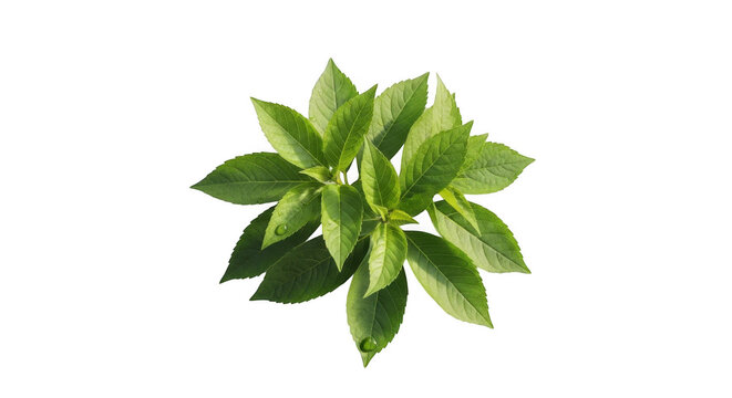 Fresh green basil leaves bunch isolated on a simple surface for cooking and healthy organic food isolated on transparent background
