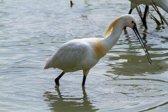 spoonbill marsh bird with flat-shaped beak migratory bird heron