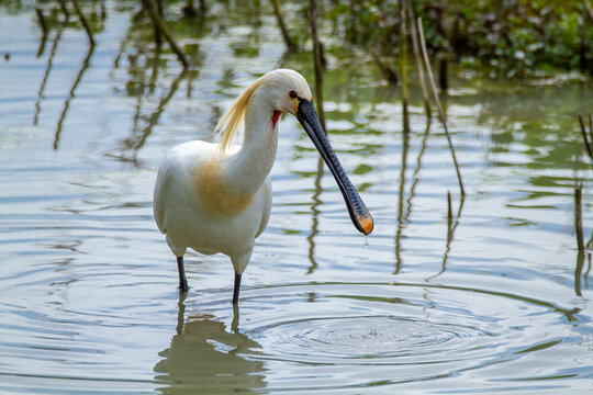 spoonbill marsh bird with flat-shaped beak migratory bird heron