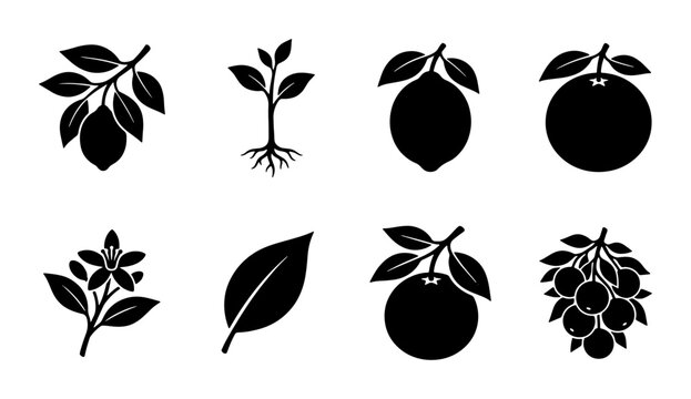 Citrus Fruit Icons, Lemon Branch Vector Set, Orange Slice Graphics, Plant Growth Elements, Botanical Illustrations, Organic Food Symbols, Simple Black and White Design