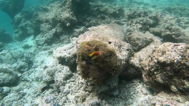 Tomato clownfish and Maldive anemonefish, an anemonefishes found in the northern Indian Ocean, Maldives, they sway due to a strong wave motion.