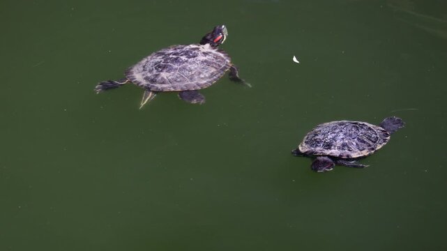 High angle view of two red eared slider turtles swimming near surface of murky green pond water. Vertical