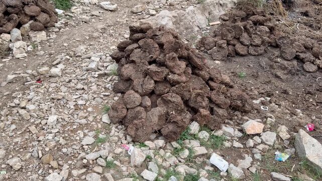 Dried cow dung cakes used as traditional fuel for cooking and heating fires.