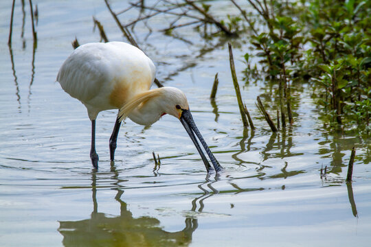 spoonbill marsh bird with flat-shaped beak migratory bird heron