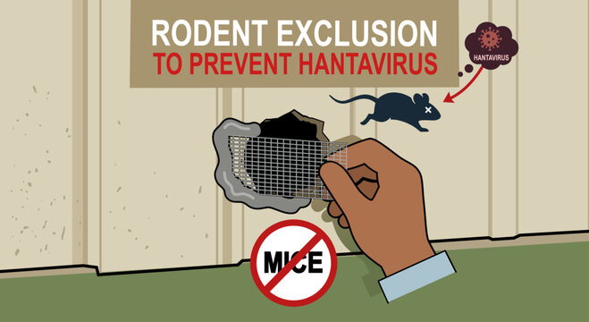 An educational vector infographic showing a hand sealing a wall hole with mesh to exclude mice and prevent hantavirus.