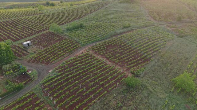 Cinematic aerial drone footage of vineyard fields, showing organized grapevine rows, green farmland, rural hills, and peaceful countryside scenery.