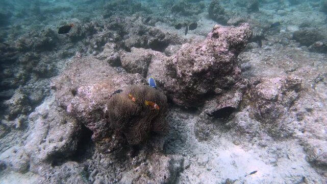 Tomato clownfish and Maldive anemonefish, an anemonefishes found in the northern Indian Ocean, Maldives, they sway due to a strong wave motion.
