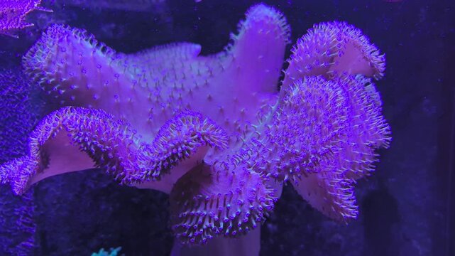 Bright colors and intricate textures come to life in this underwater world. A mesmerizing starfish slowly moves, showcasing its stunning features as lights dance around.