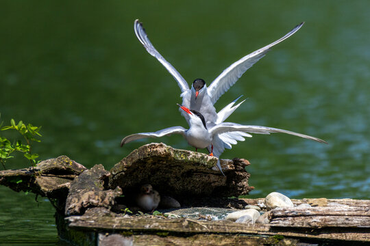common tern large aquatic bird fisherman at the nest and in flight