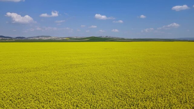 Footage of canola fields; an important agricultural crop developed through the breeding of rapeseed, from whose seeds high-quality edible oil is obtained and from whose meal animal feed is produced.