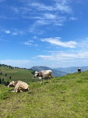 Fototapeta premium Cute cows on a beautiful alpine meadow in Swiss alps on a sunny day. Mount Rigi, Switzerland