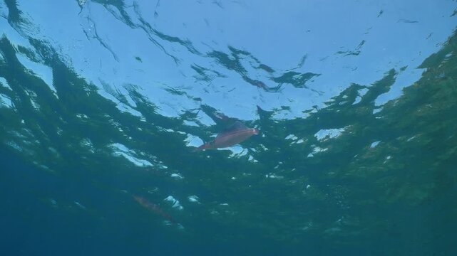 loligo calamar scenery underwater with sun beams and sun rays swim slow  cephalopod sepioteuthis lessonia
