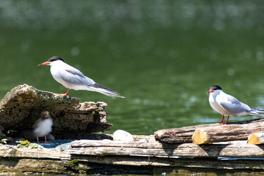 common tern large aquatic bird fisherman at the nest and in flight