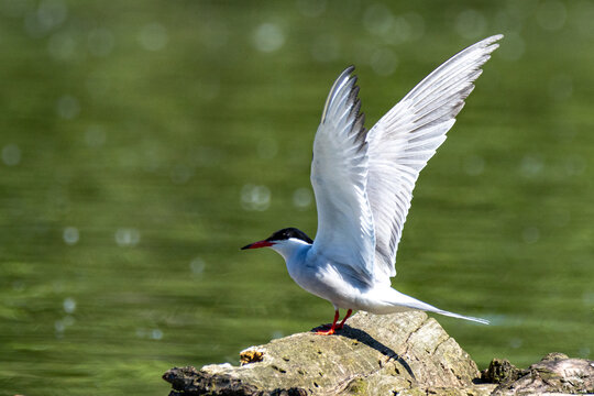 common tern large aquatic bird fisherman at the nest and in flight