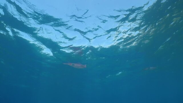 loligo calamar scenery underwater with sun beams and sun rays swim slow  cephalopod sepioteuthis lessonia