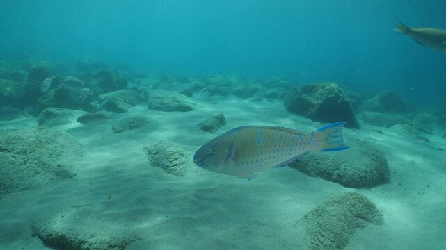 tropic blue green  parrot fish in mediterranean sea lessepsian fish underwater