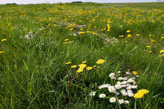 saftige Wiese