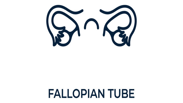 Fallopian tubes are depicted in this medical diagram to illustrate essential human reproductive.
