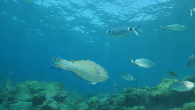 tropic blue green  parrot fish in mediterranean sea lessepsian fish underwater