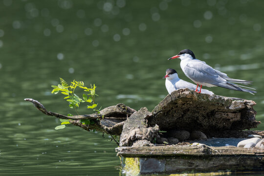 common tern large aquatic bird fisherman at the nest and in flight
