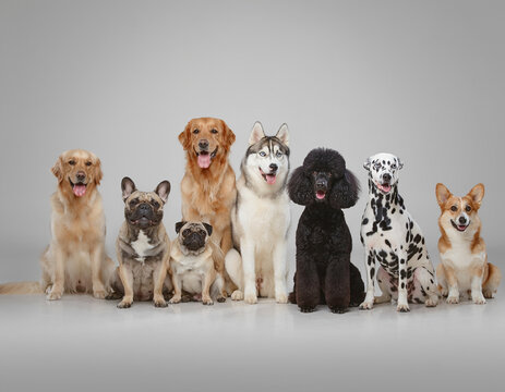 Eight dogs of various breeds and sizes are sitting together indoors.