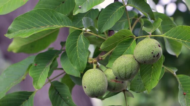 Green walnuts on branch swaying in wind in summer