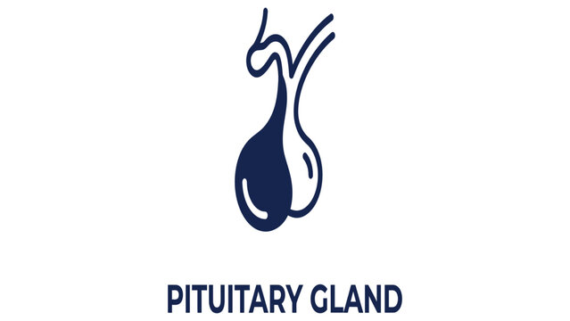 Pituitary gland icon represents the master endocrine organ essential for human hormonal regulation.