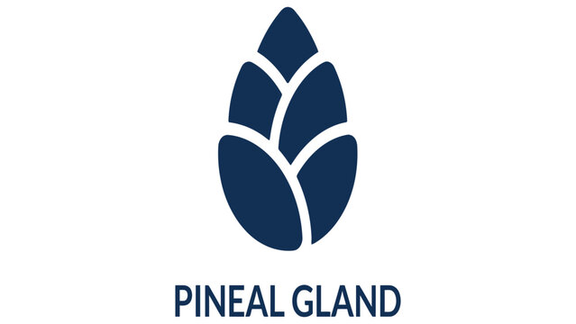 Pineal gland icon depicts the small endocrine structure located within the human brain anatomy.