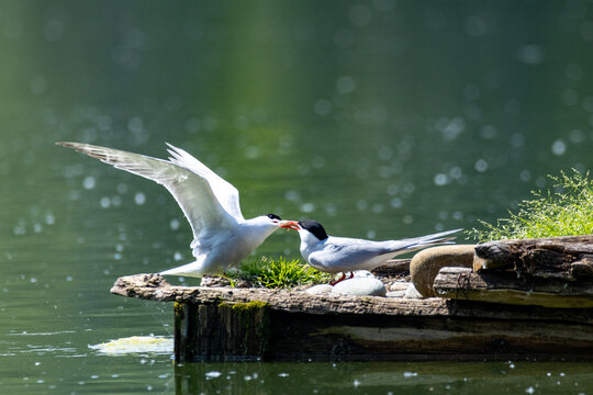 common tern large aquatic bird fisherman at the nest and in flight