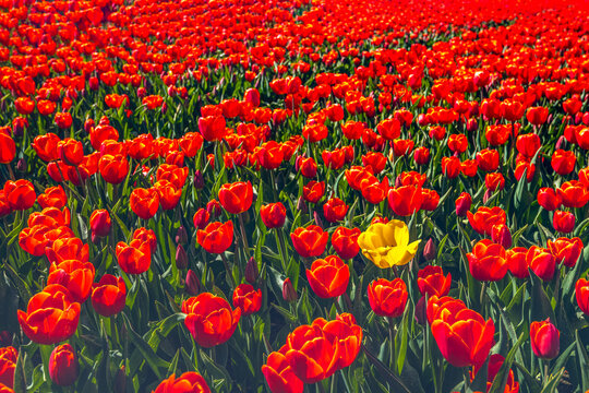 Close-up of red tulips at a specialized Dutch flower bulb nursery. Flowers and bulbs with an abnormal color are manually removed before the bulbs are harvested.