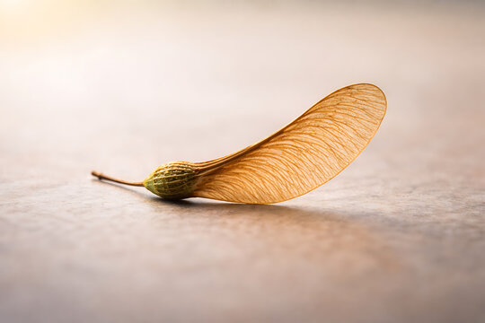 Maple samara seed resting on light colored textured surface with blurred background