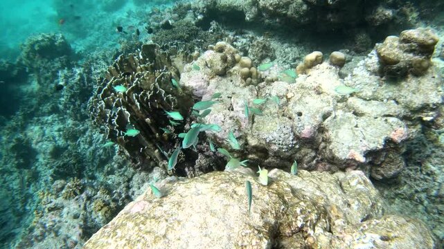 Coral reef fish are fish which live amongst or in close relation to coral reefs. Coral reefs form complex ecosystems with tremendous biodiversity. Among the myriad inhabitants