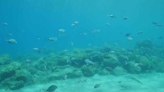 underwater fish scenery from mediterranean  sea breams ocean scenery underwater landscape seabreams  Diplodus sargus